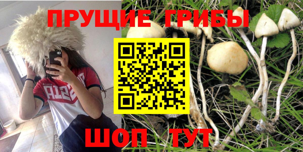 Псилоцибиновые грибы Psilocybine cubensis  Благодарный 